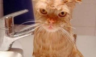 猫一般要多长时间洗一次澡洗澡时需要注意什么 猫多久洗一次澡